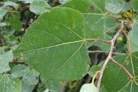 The use of aspen to improve potency