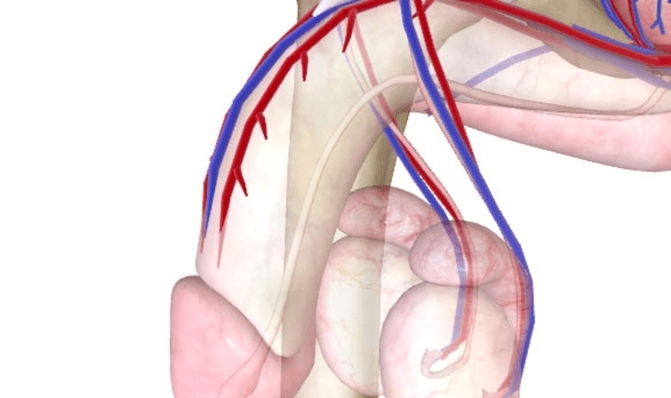 Bad blood supply to the penis