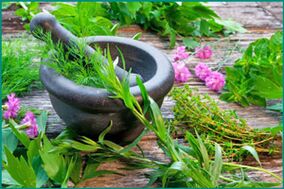 Medicinal herbs to restore male potency